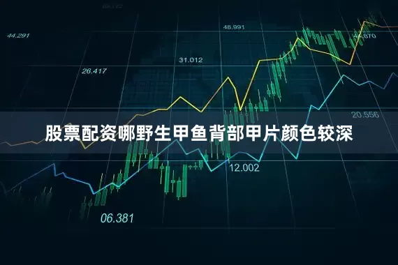 股票配资哪野生甲鱼背部甲片颜色较深